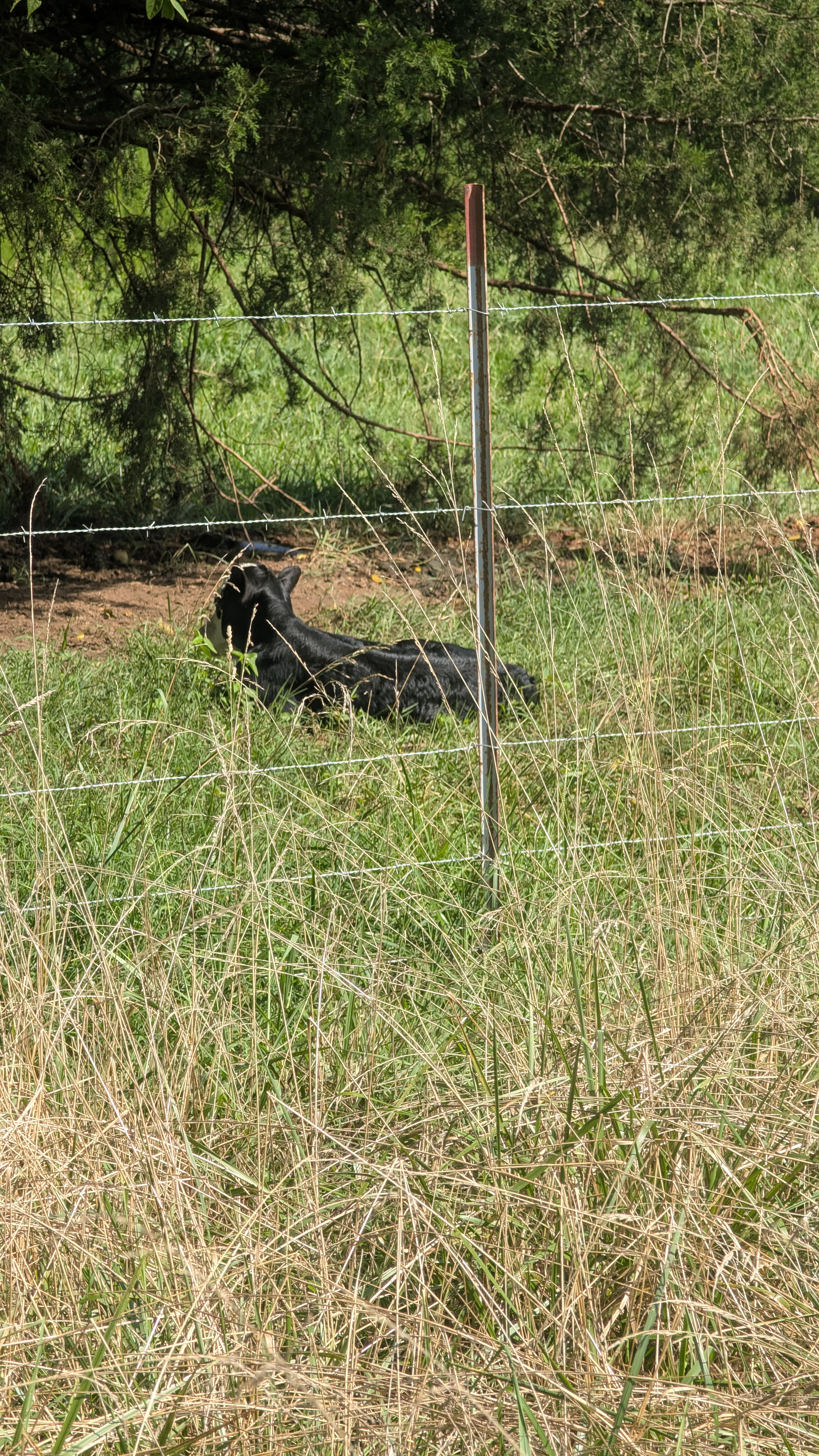 Cattle Photo