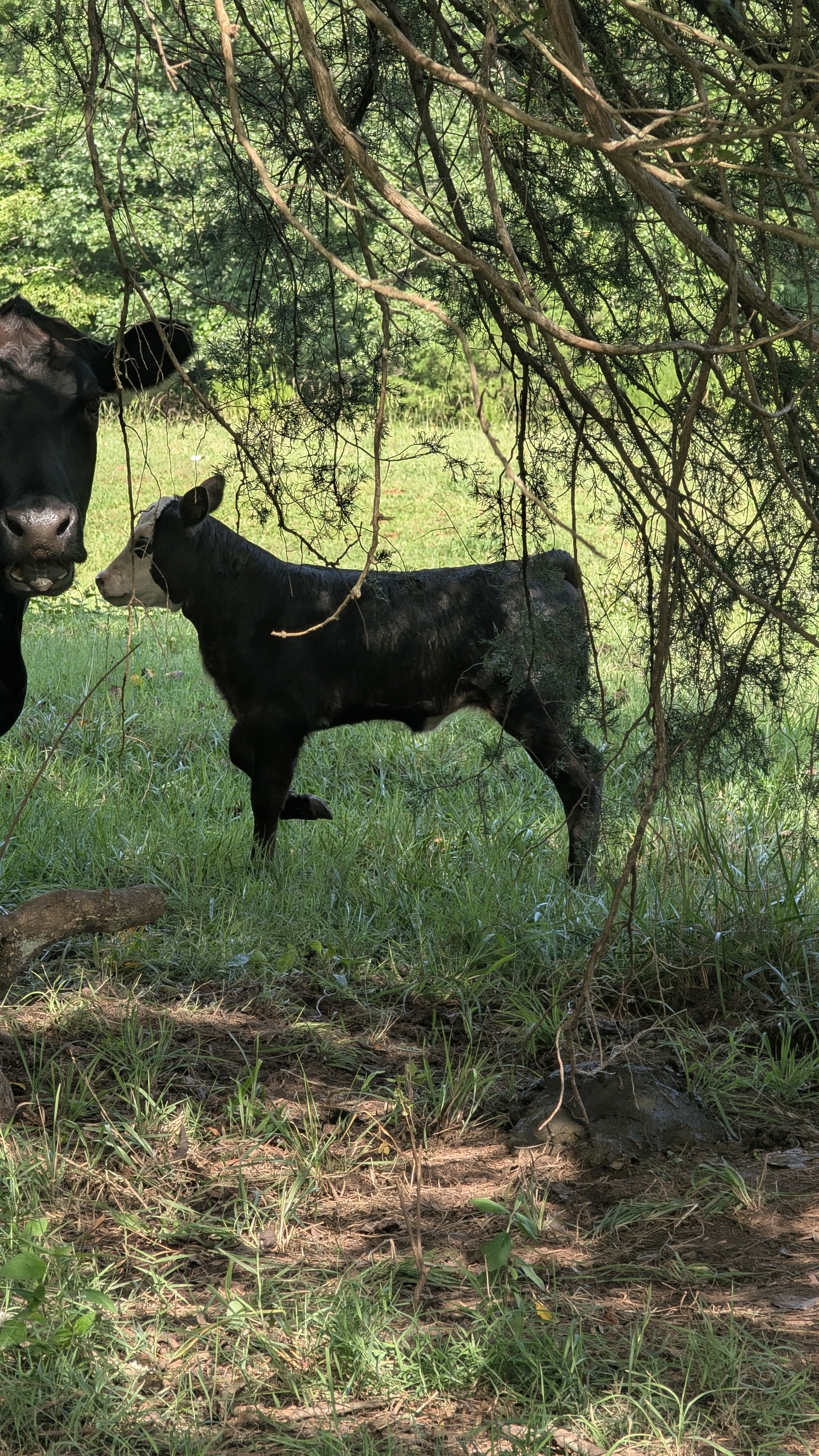 Cattle Photo