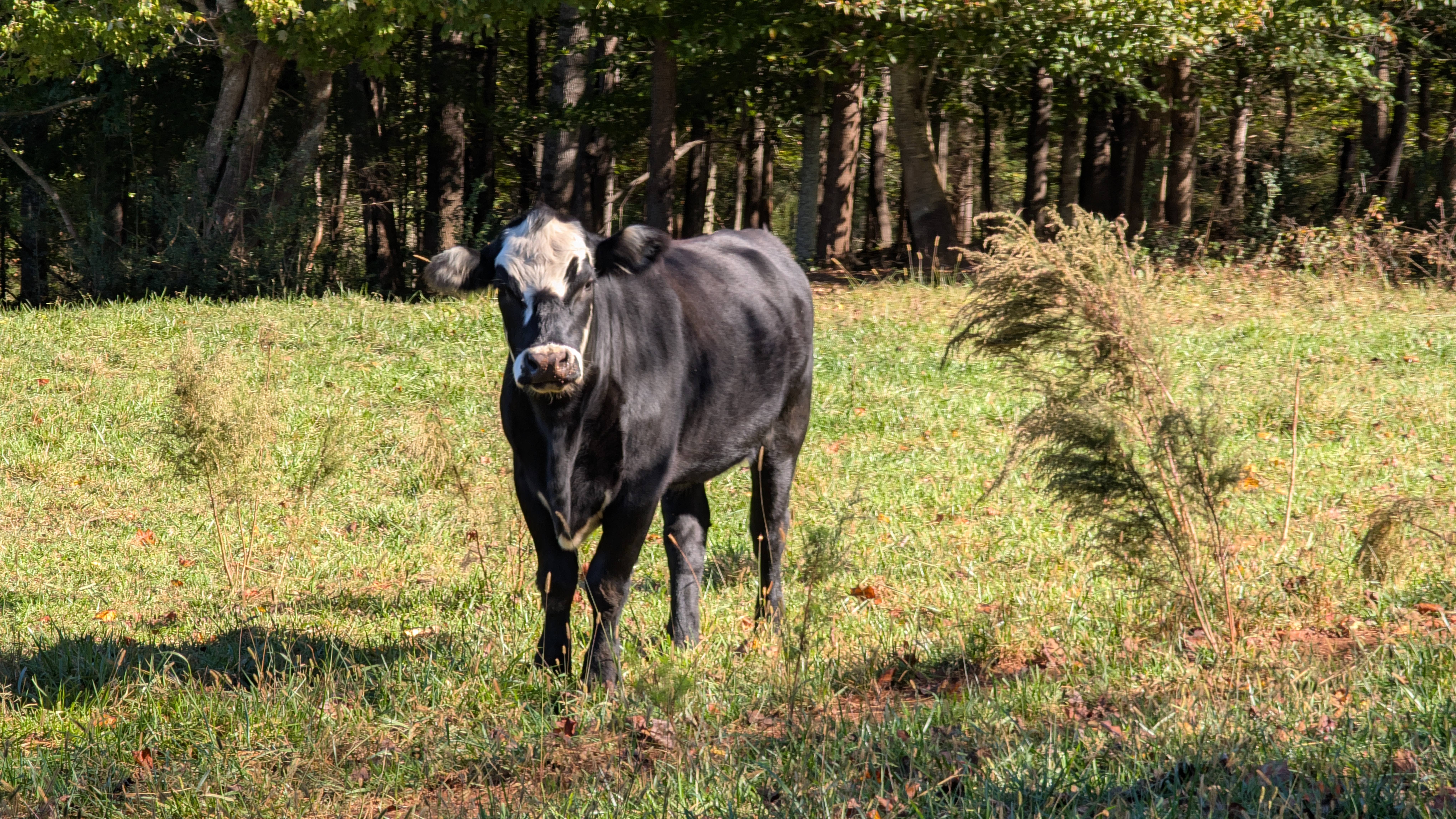 Cattle Photo