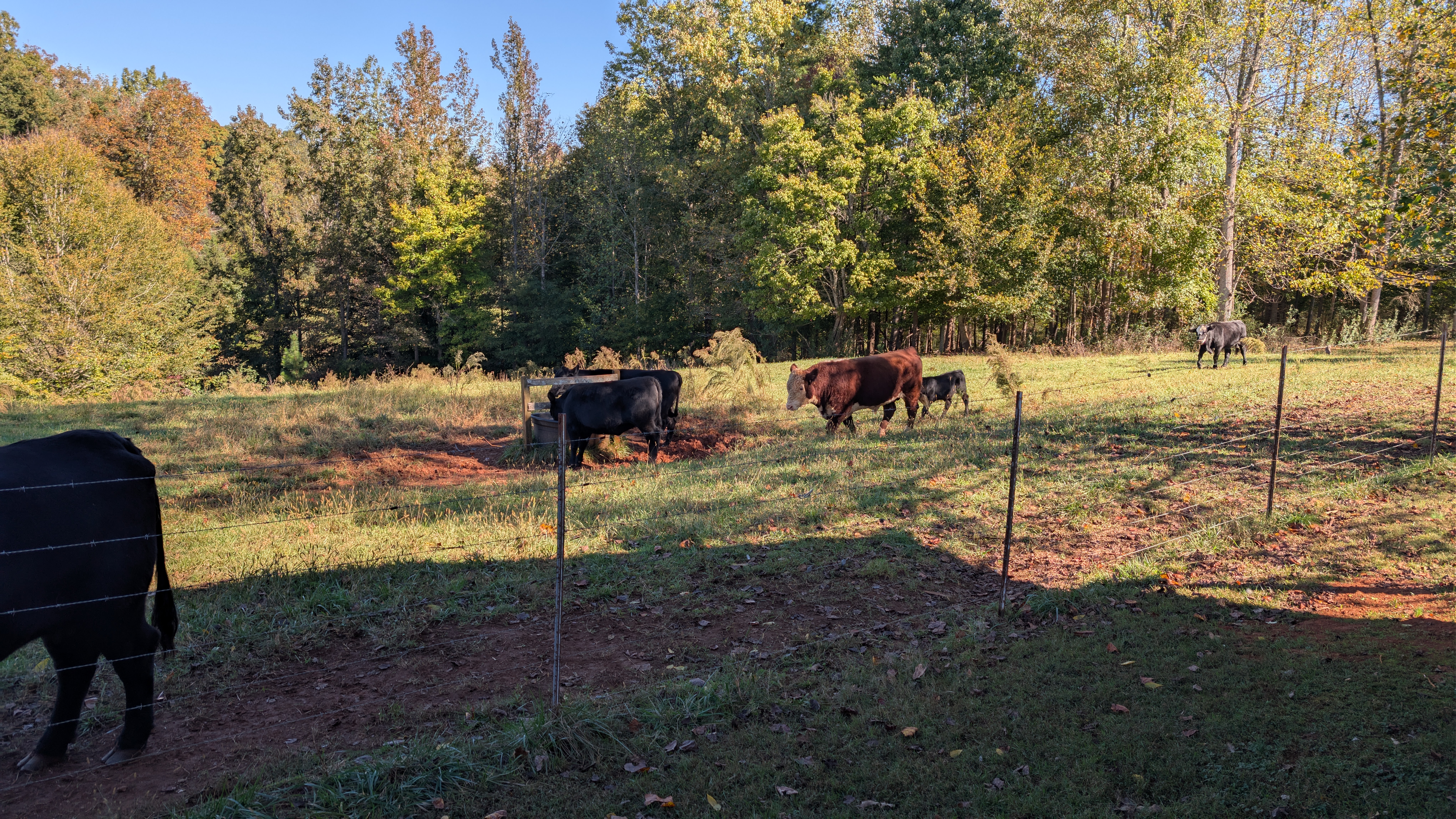 Cattle Photo