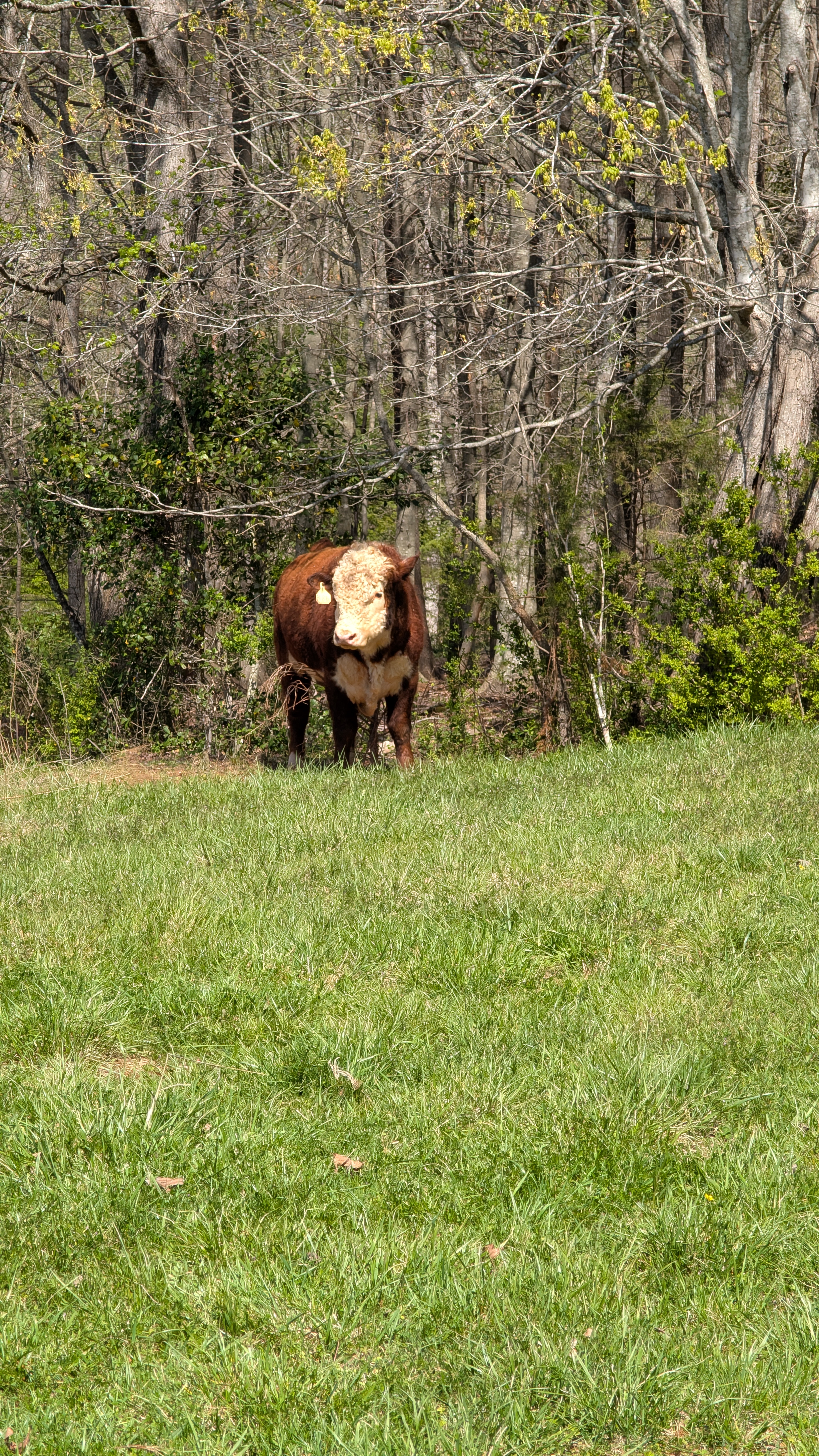 Cattle Photo