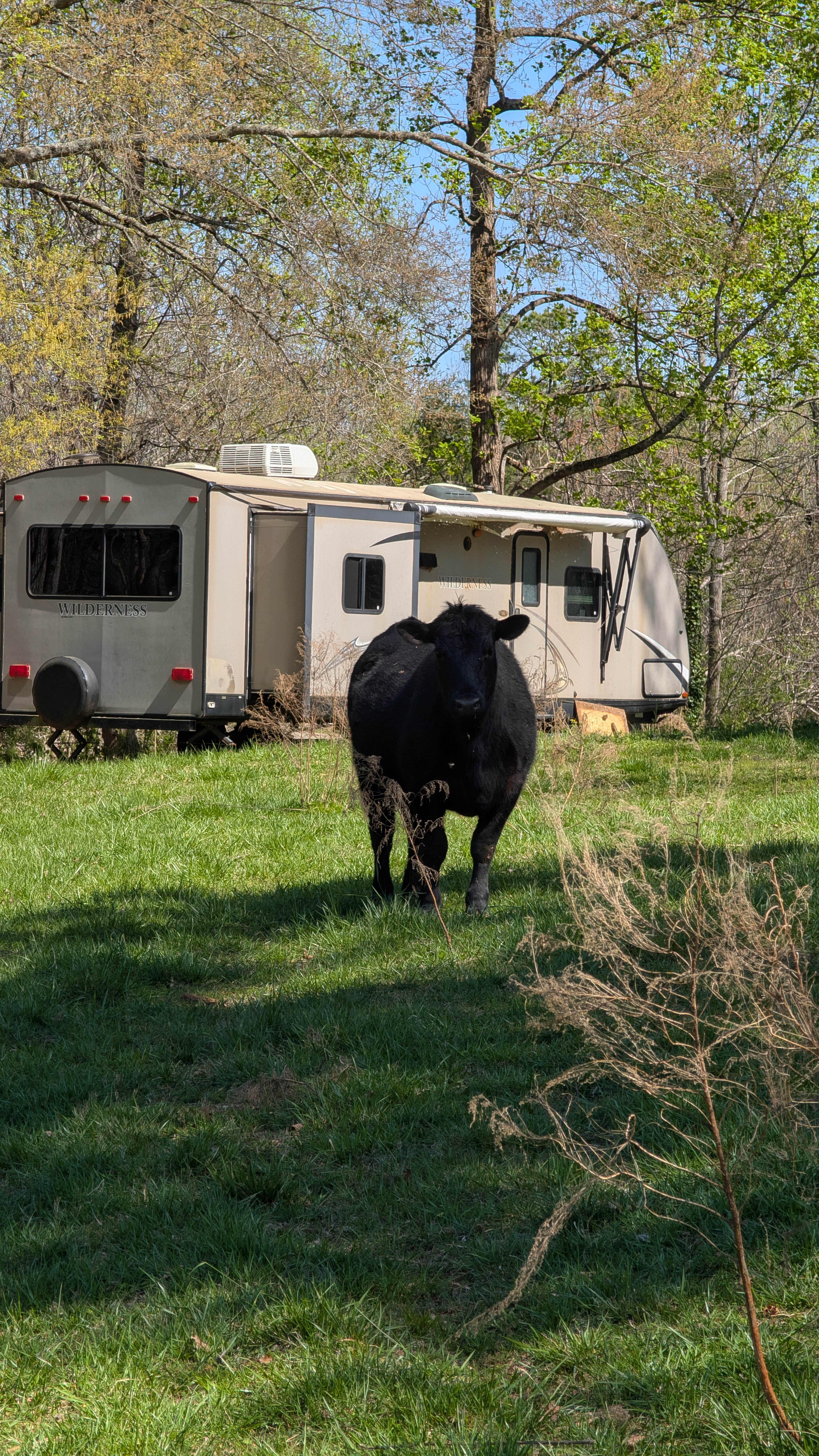 Cattle Photo
