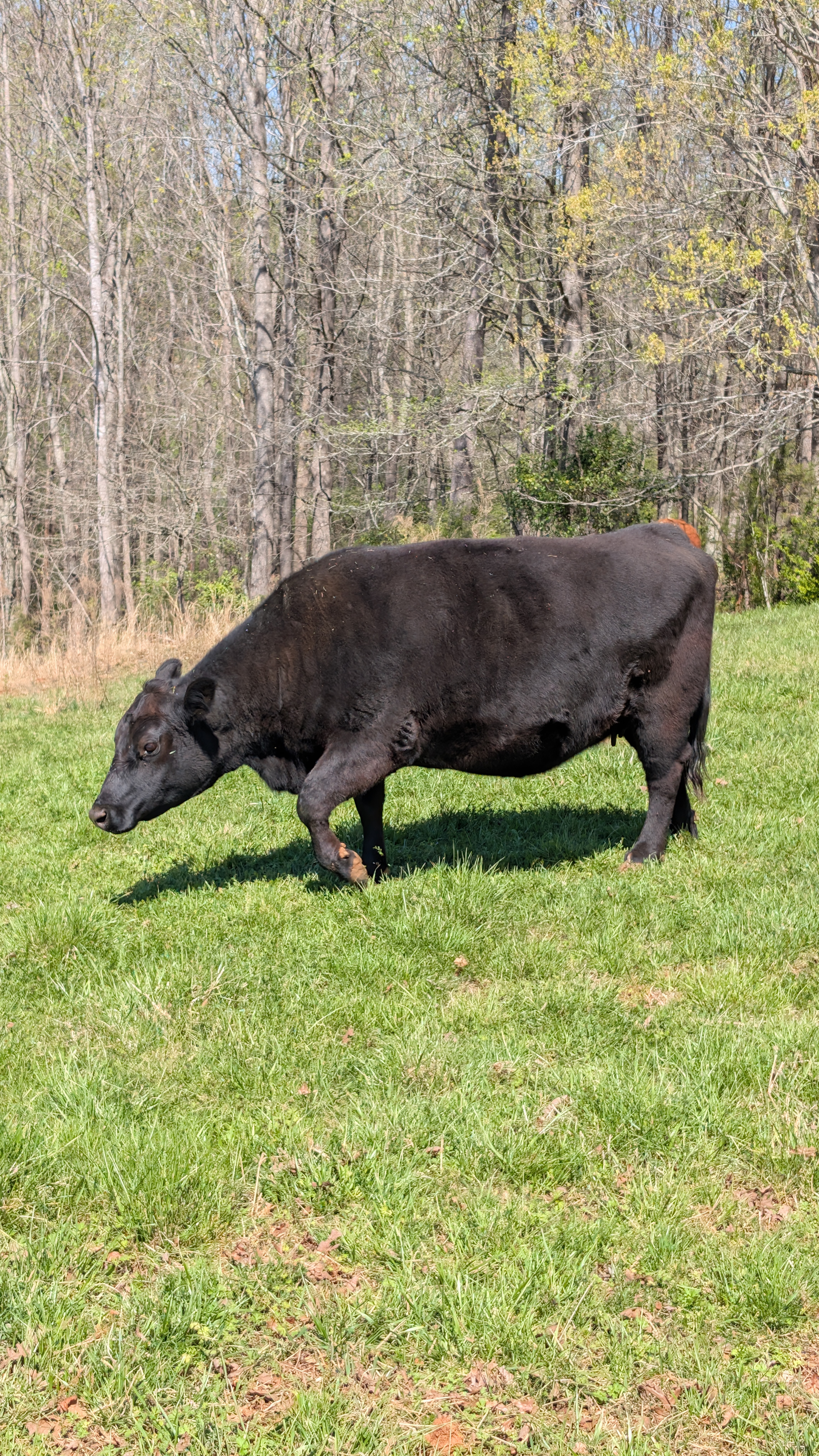 Cattle Photo