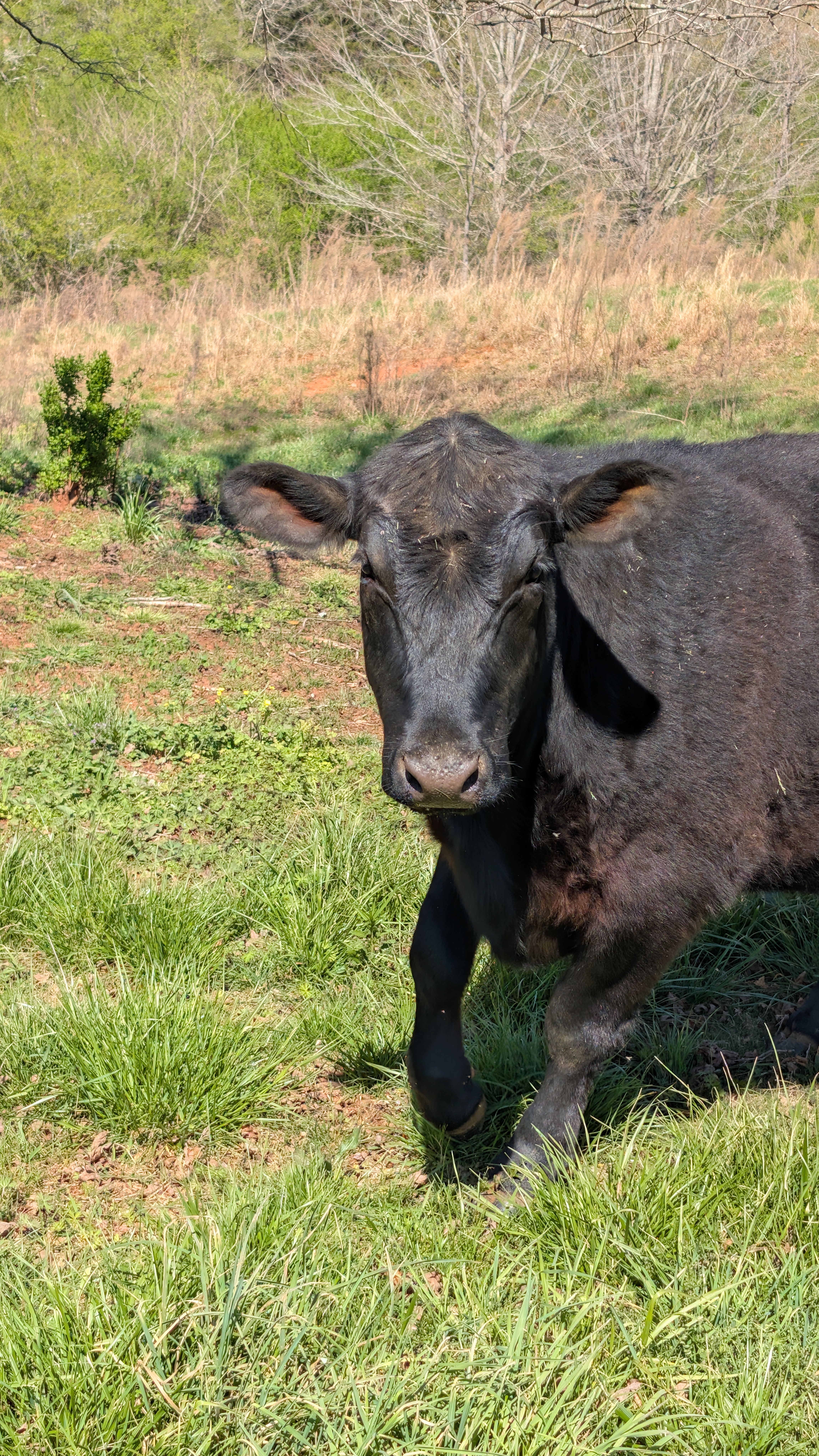 Cattle Photo