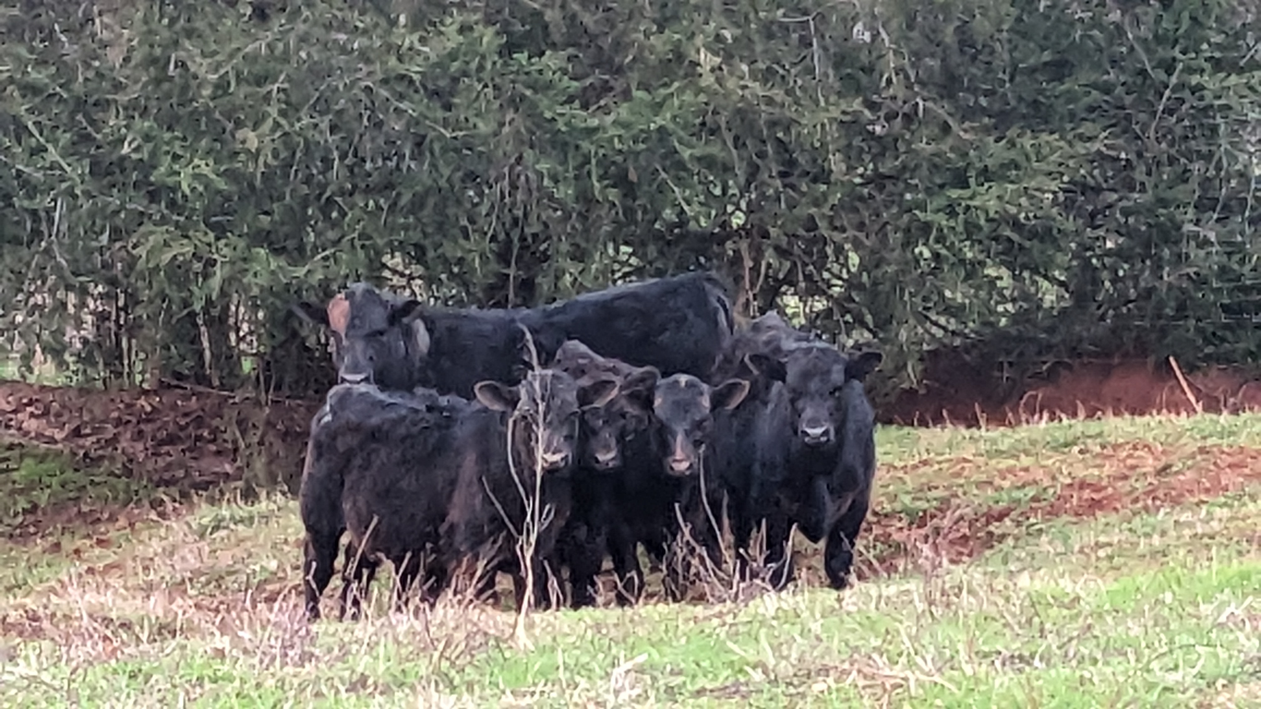 Cattle Photo