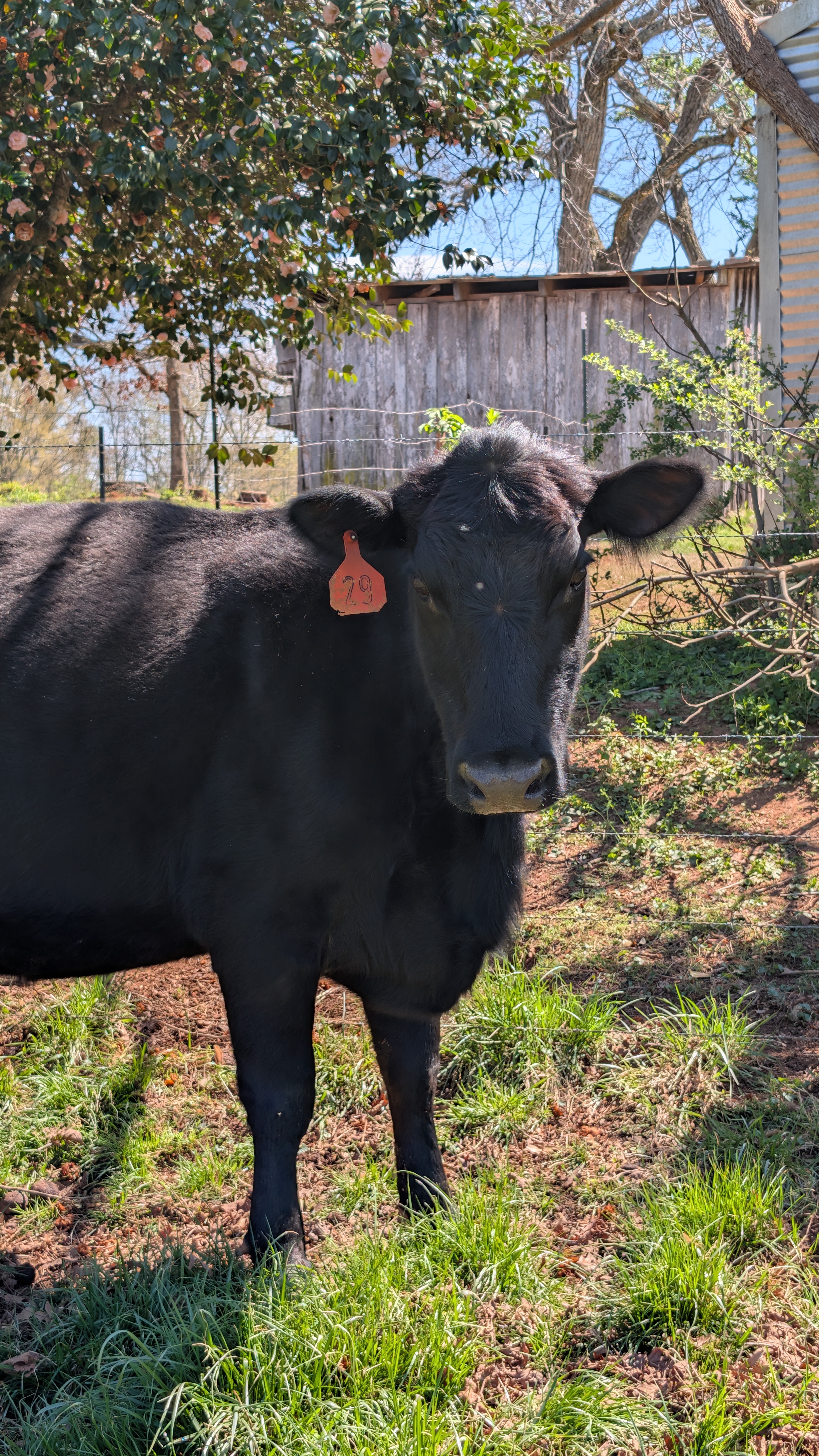 Cattle Photo