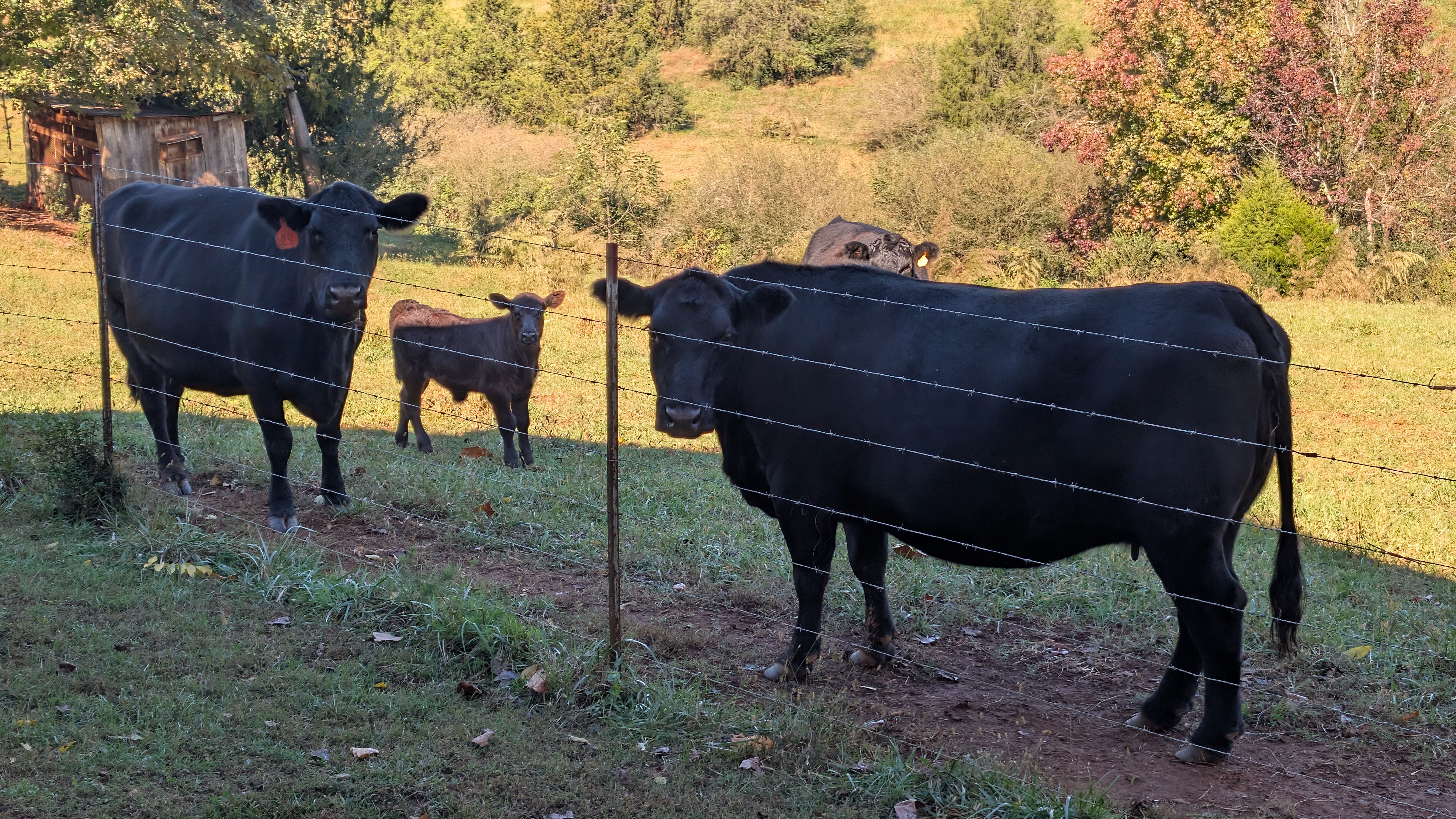 Cattle Photo