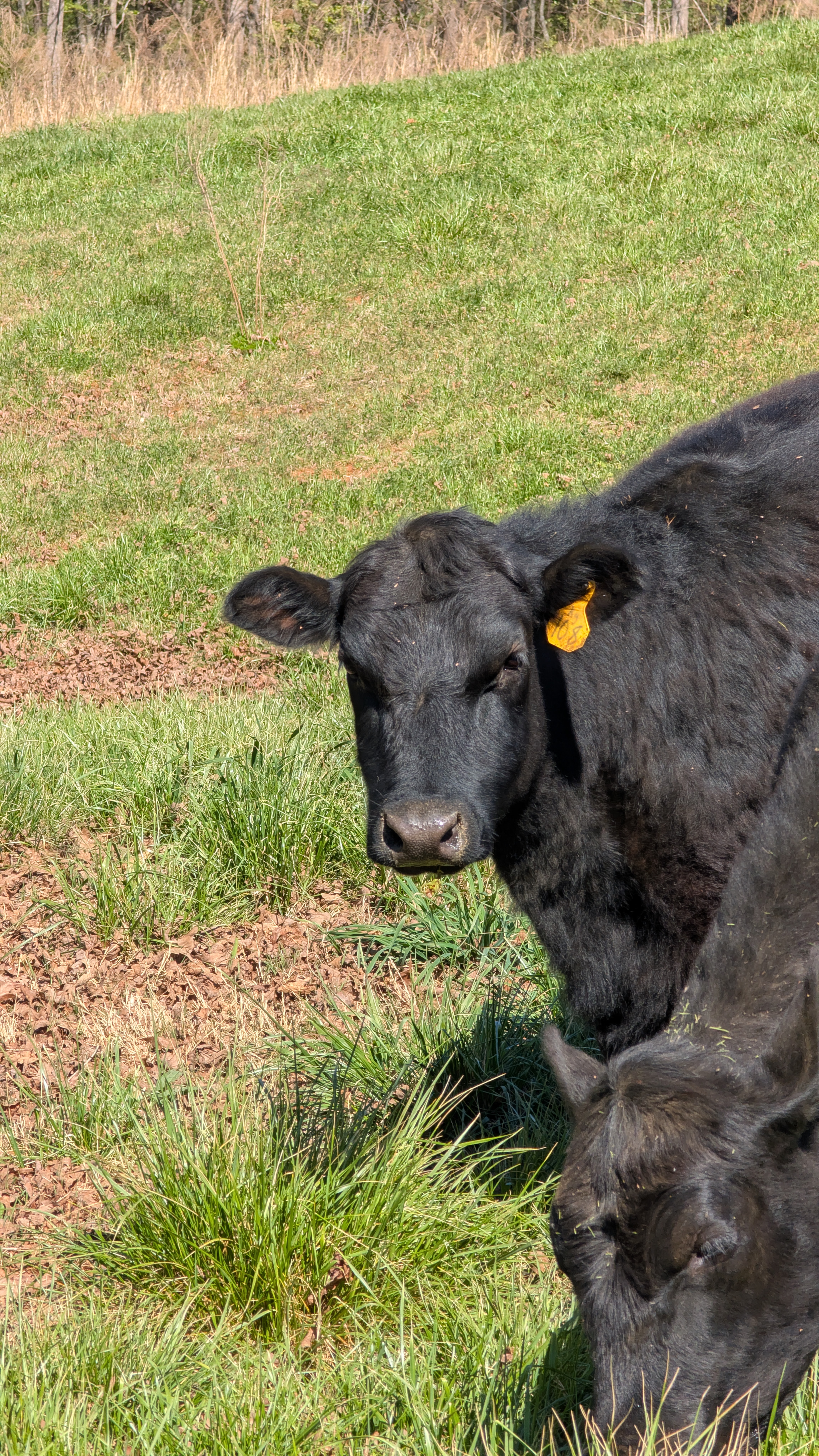 Cattle Photo