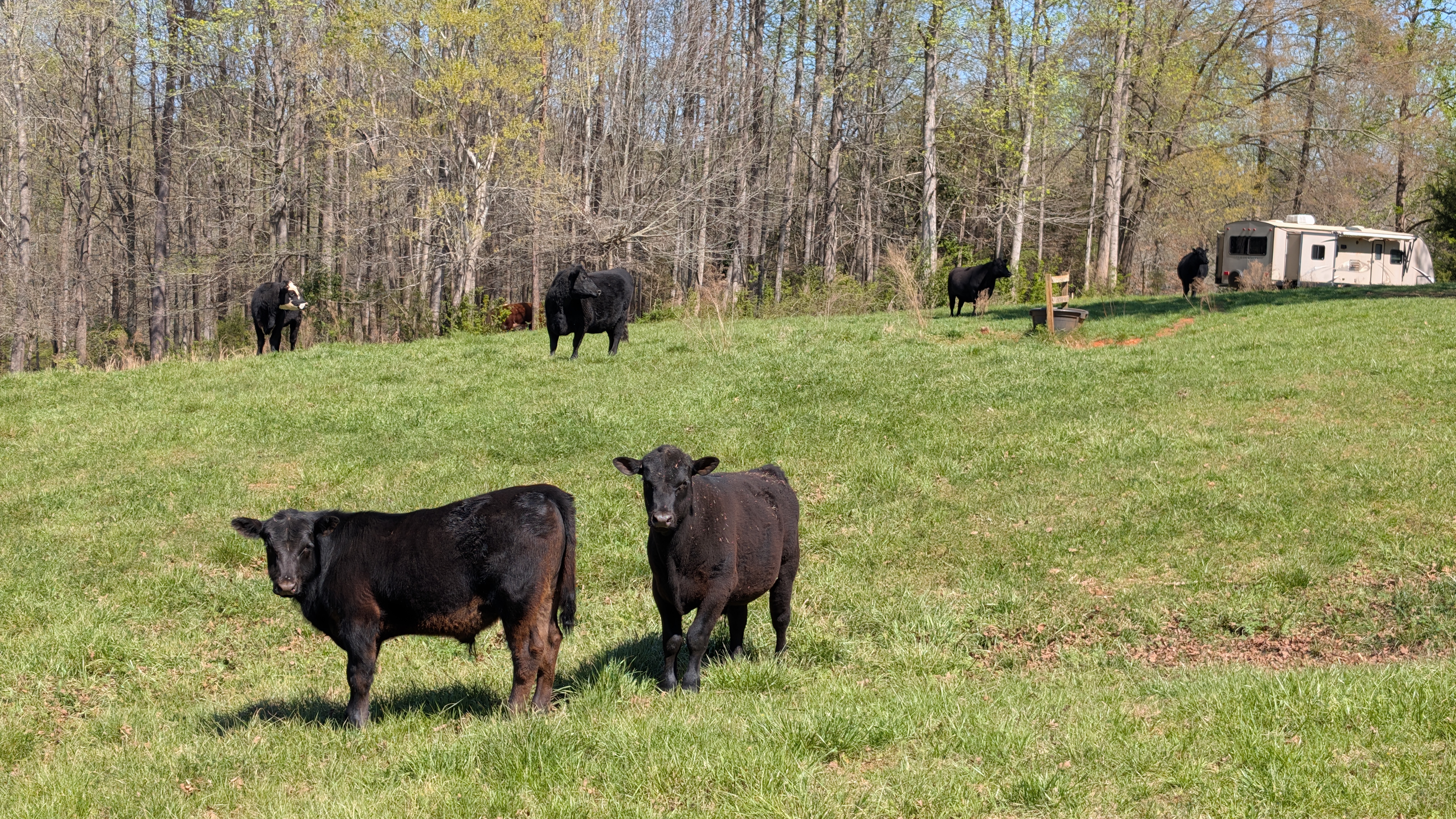 Cattle Photo
