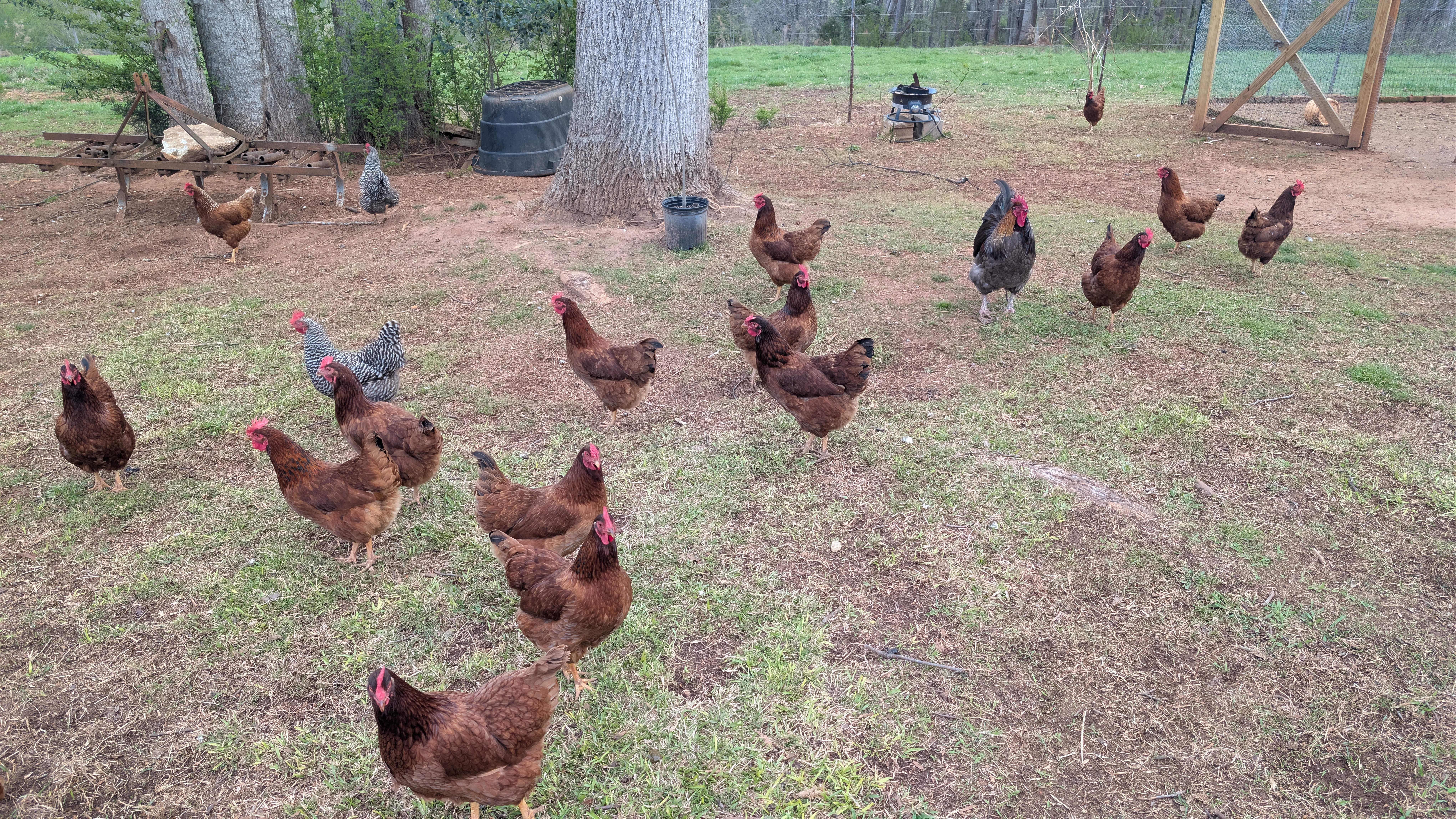 Chickens Photo
