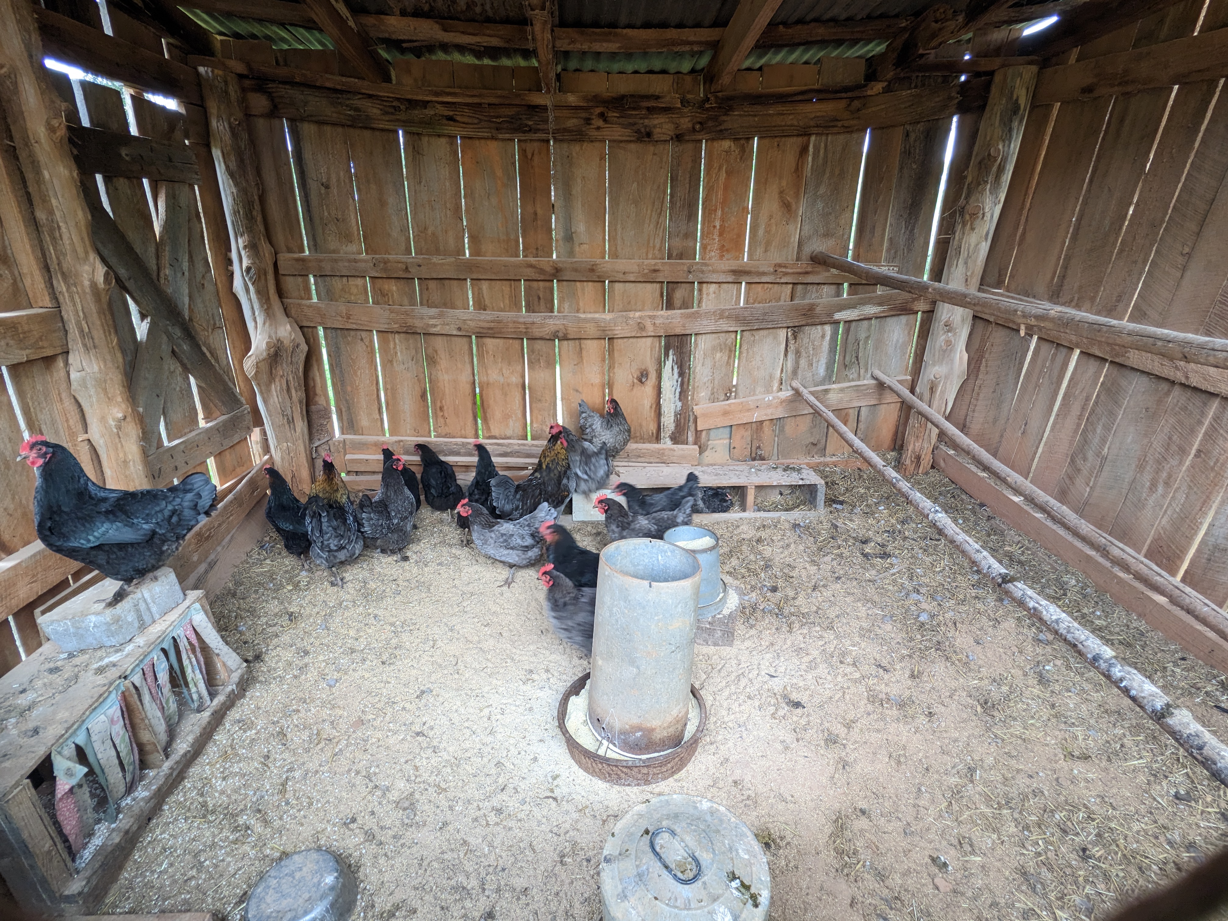 Chickens Photo