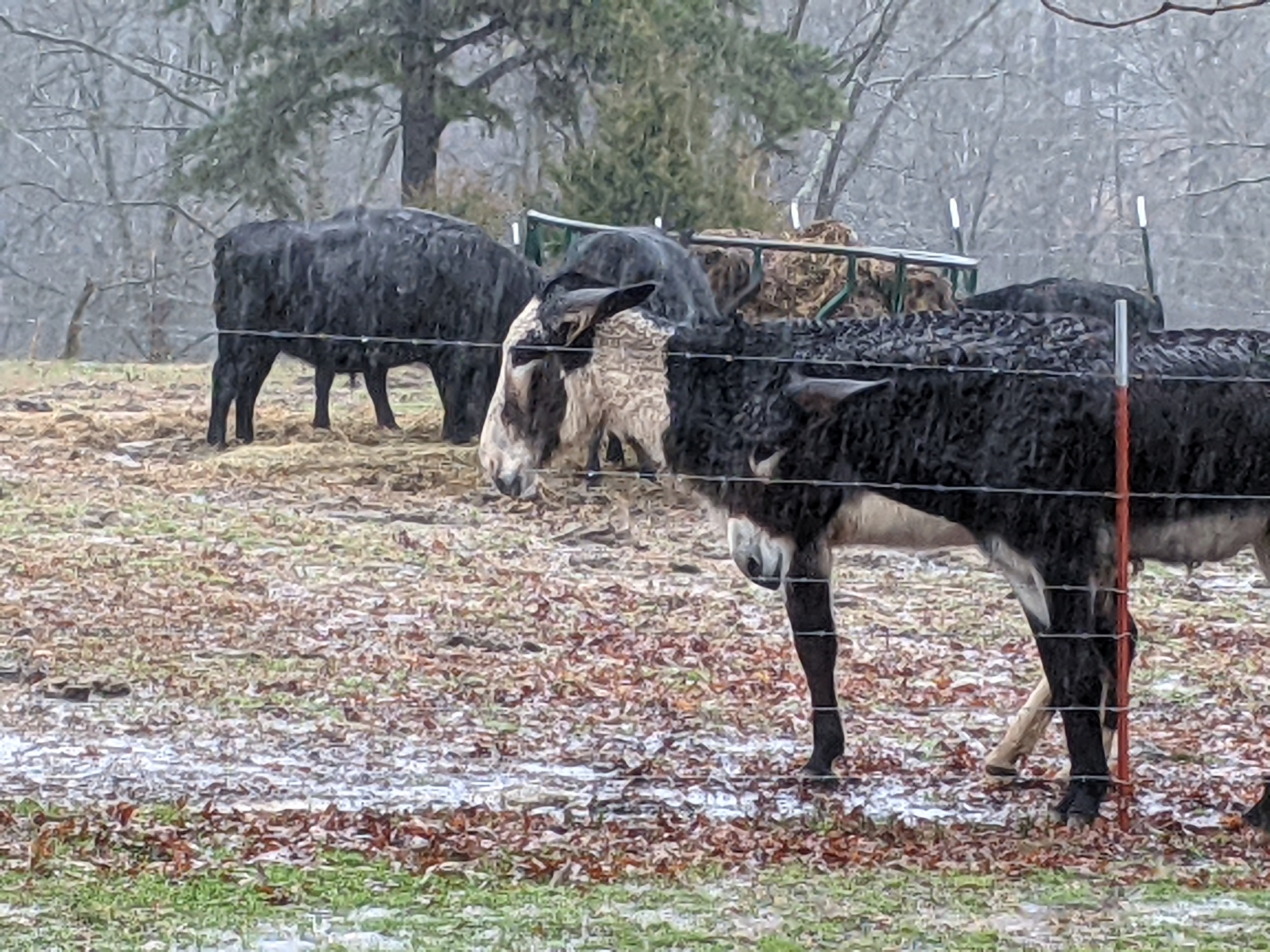 Donkey Photo