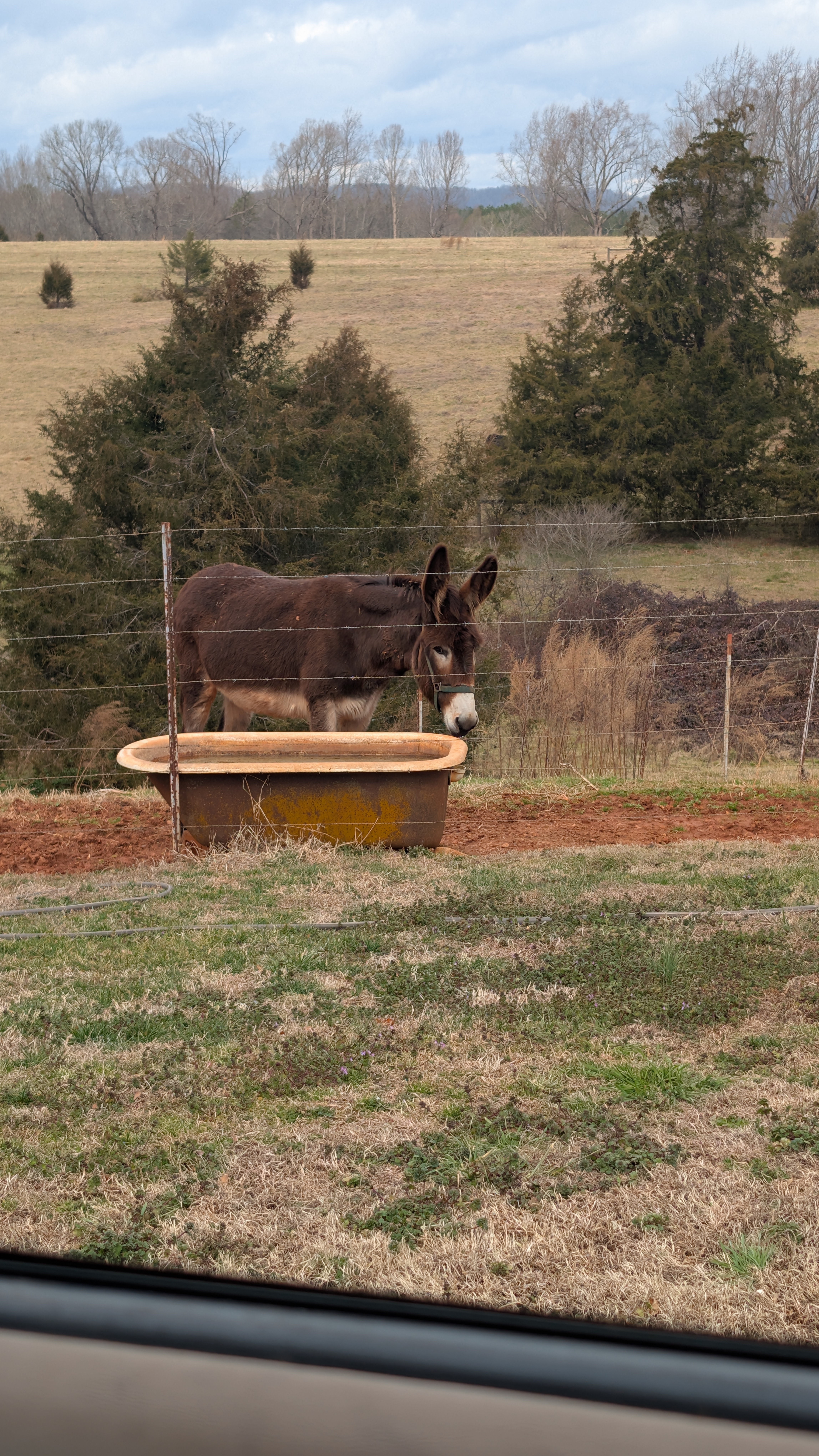 Donkey Photo