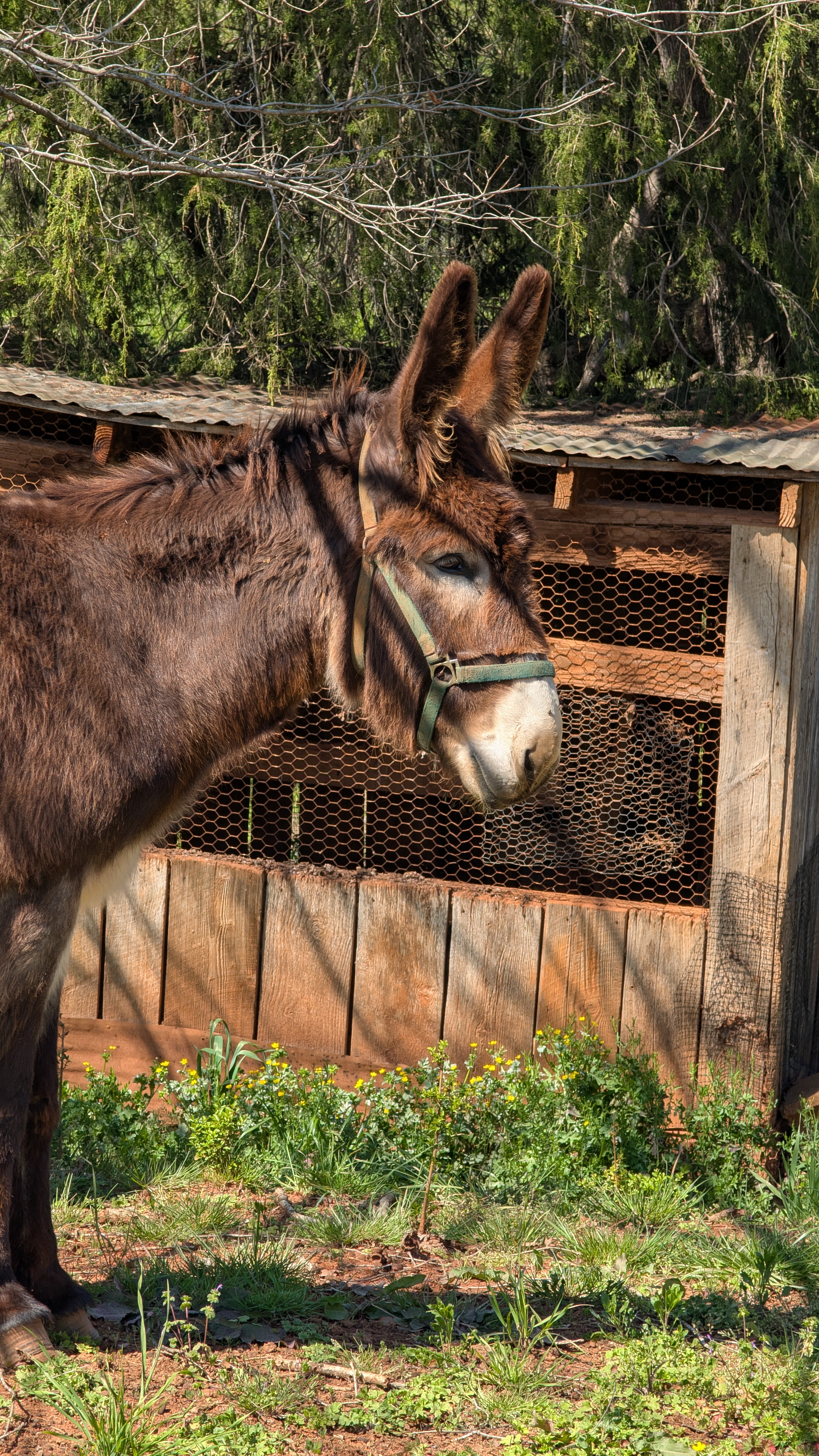 Donkey Photo